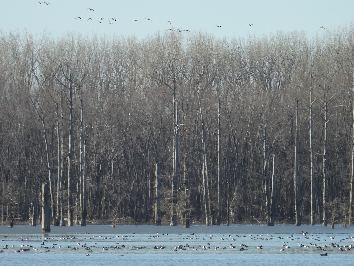 Canvasback - ML629889747