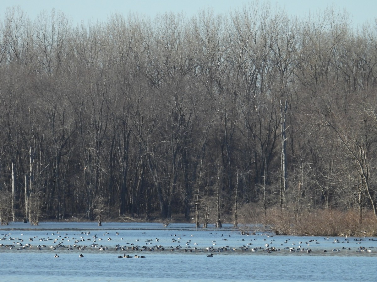 Canvasback - ML629889748