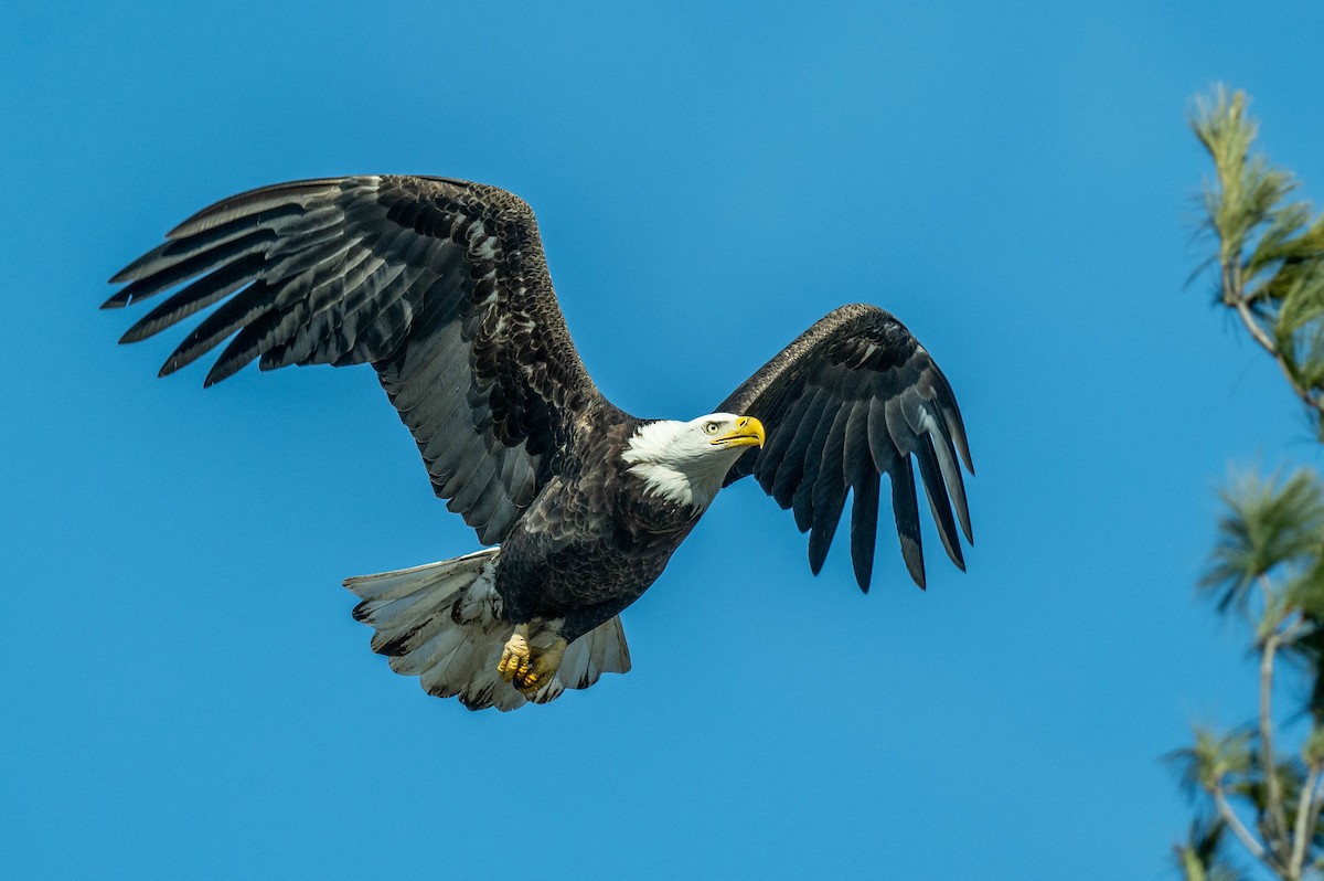 orel bělohlavý - ML629889751