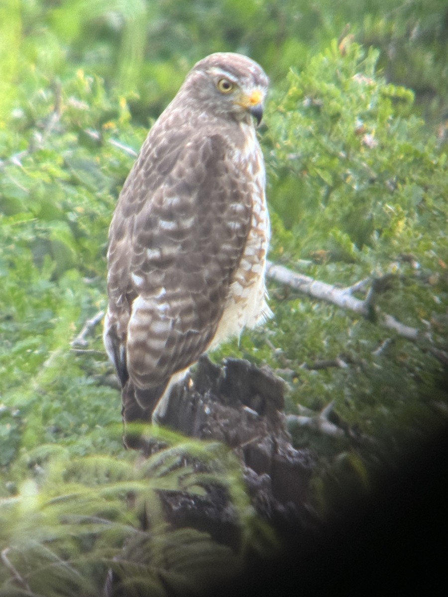 Roadside Hawk - ML629889753