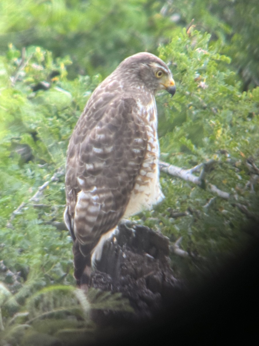 Roadside Hawk - ML629889763