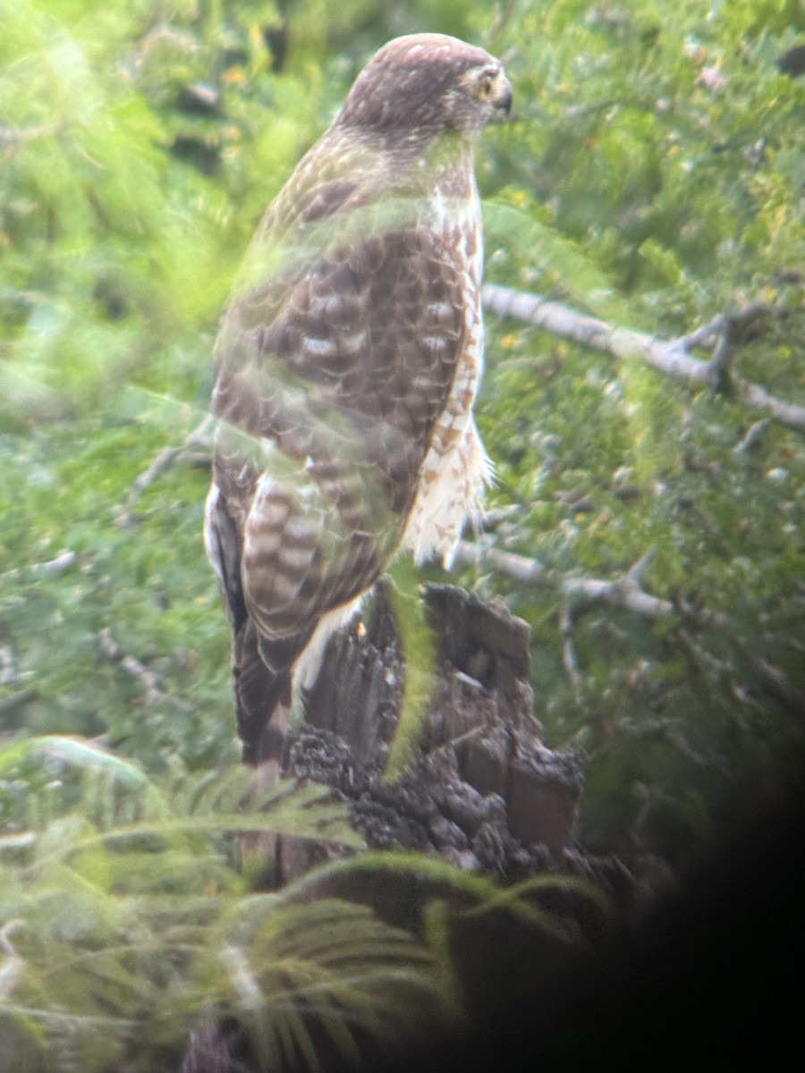 Roadside Hawk - ML629889793