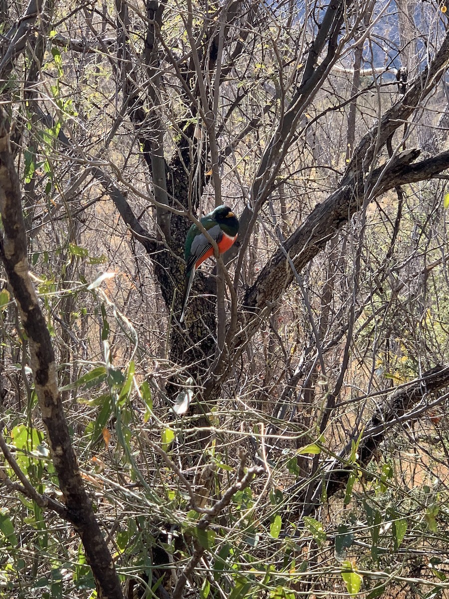 Coppery-tailed Trogon - ML629890298