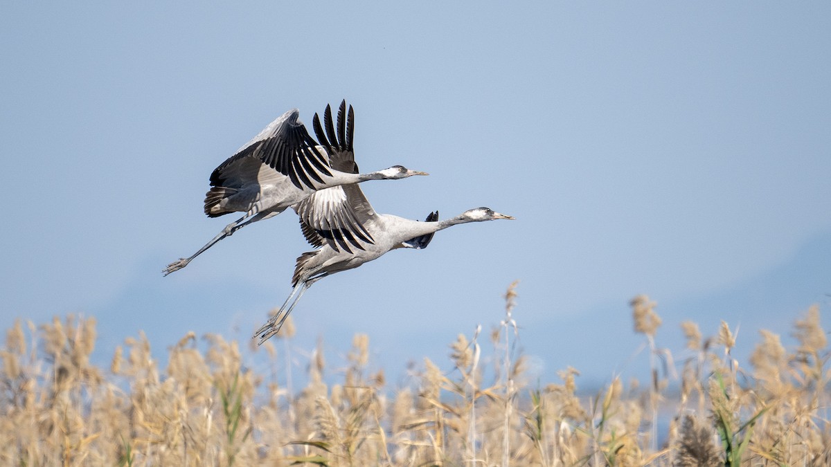 Хархираа тогоруу - ML629890398