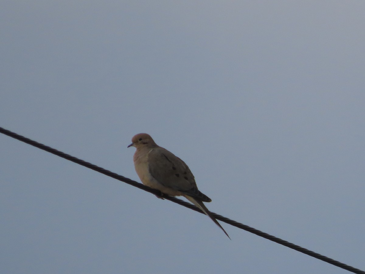 Mourning Dove - ML629891346