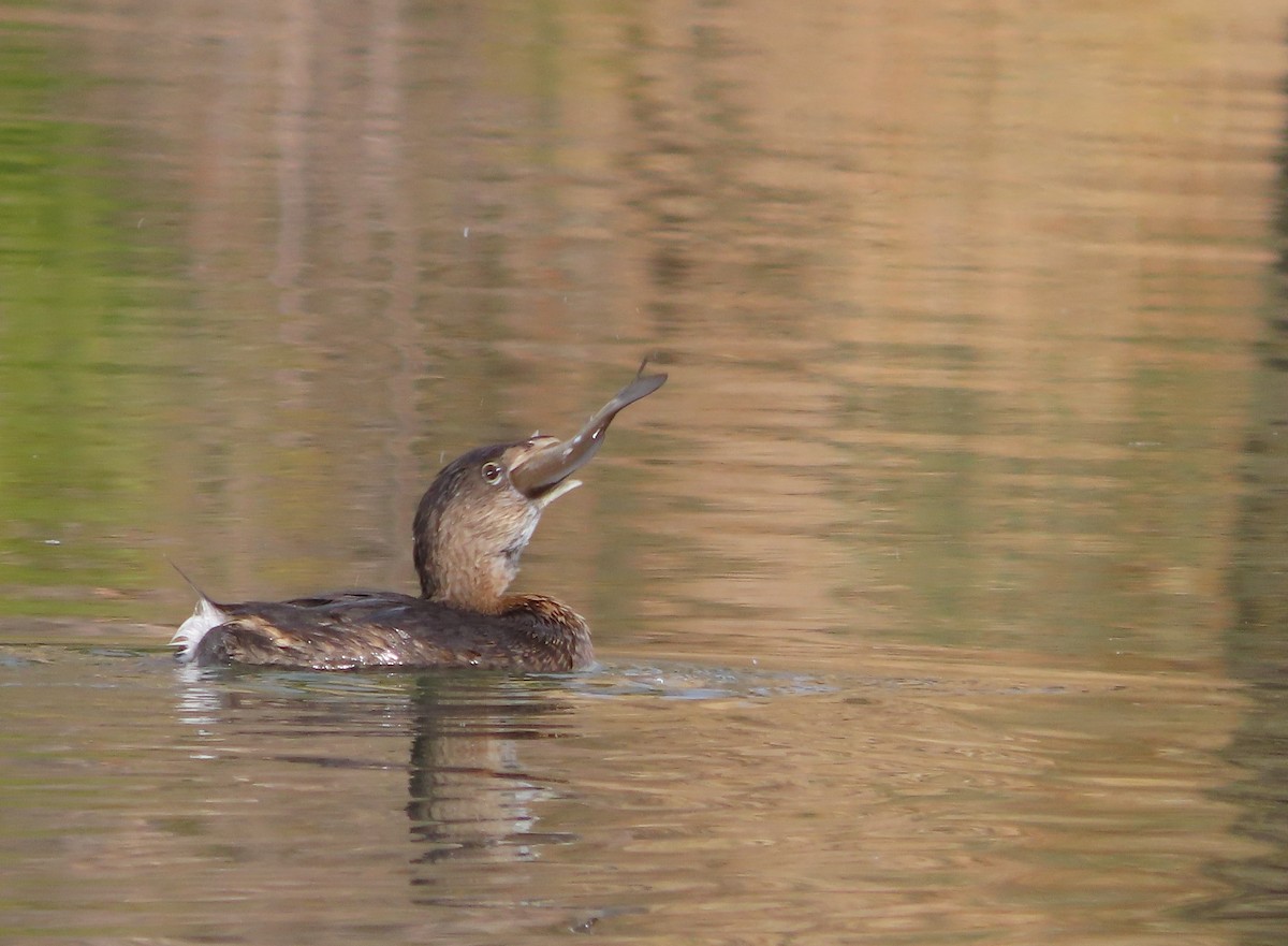 Pied-billed Grebe - ML629891361