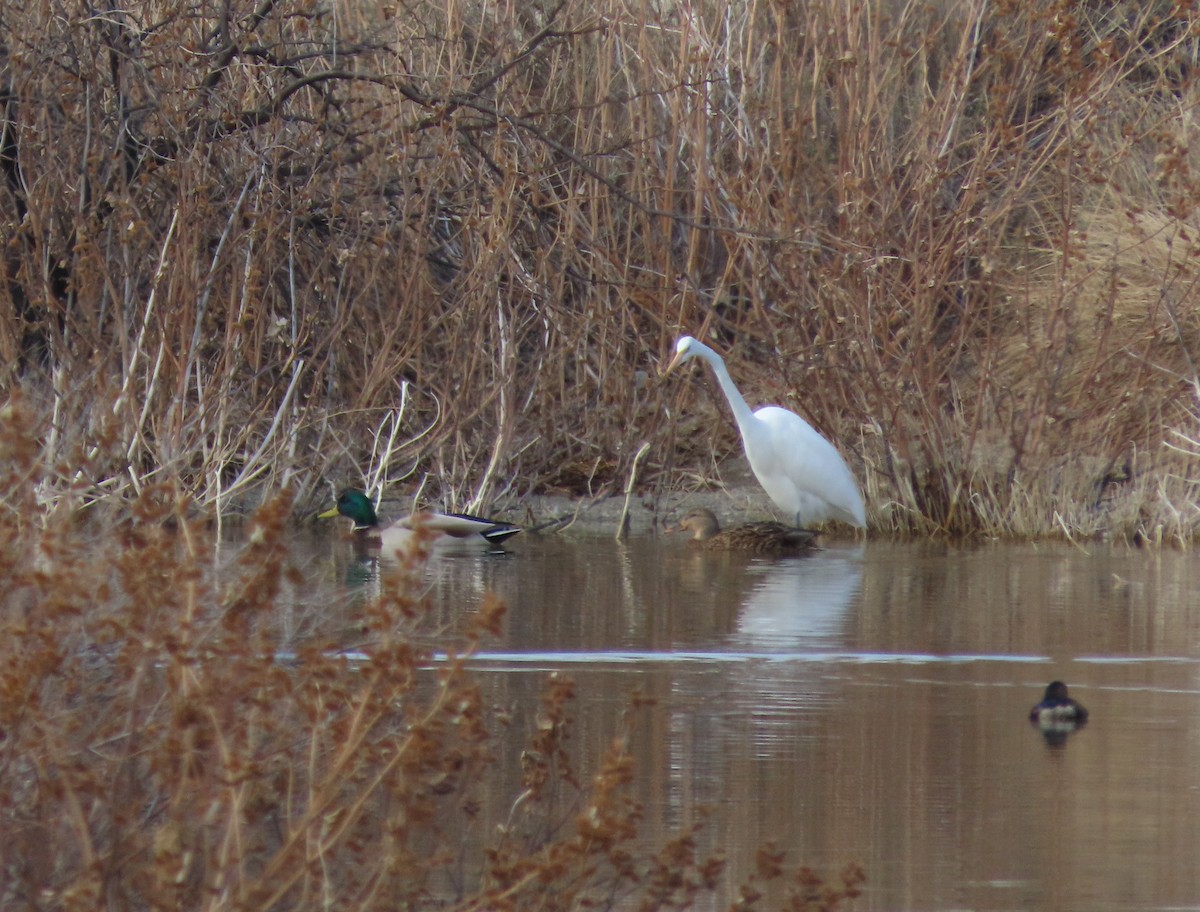 Great Egret - ML629891362
