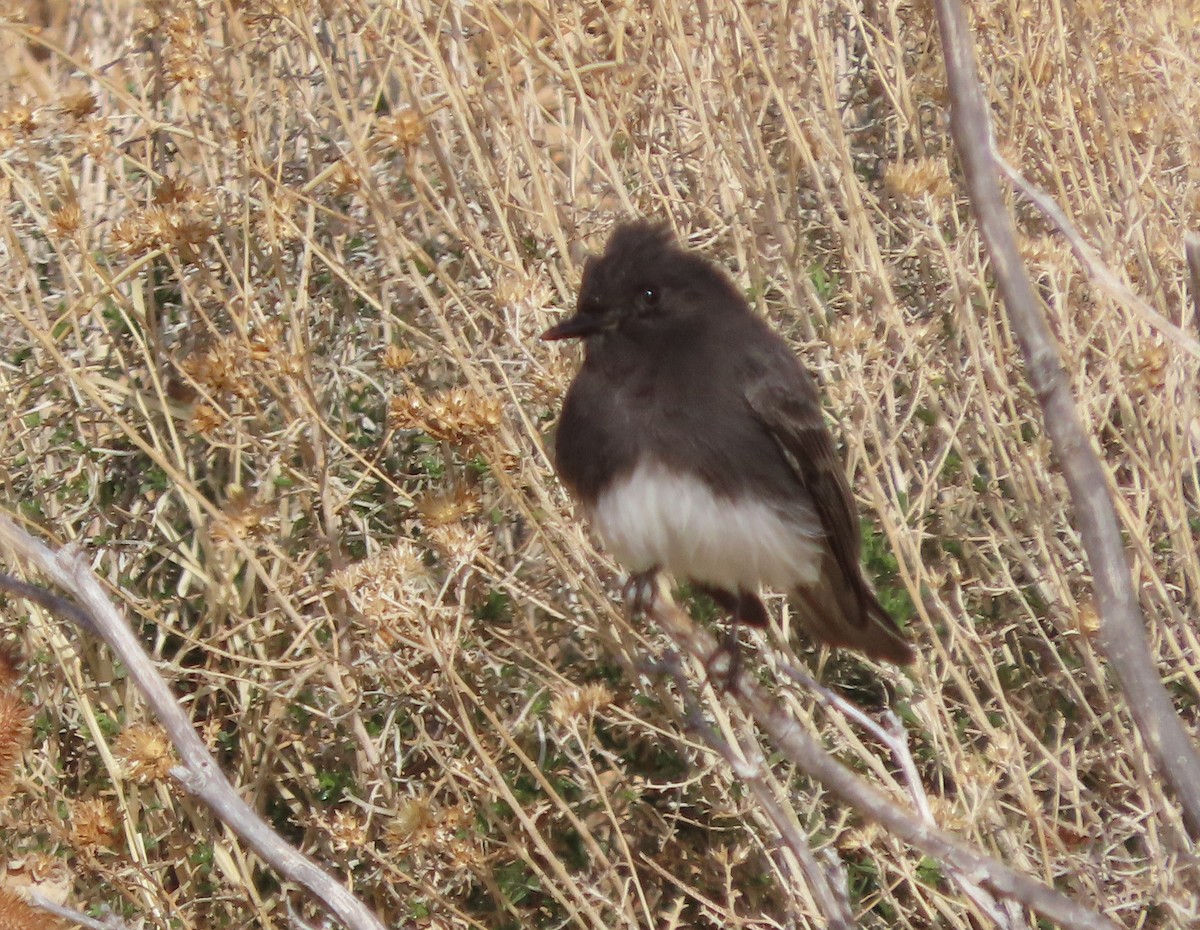 Black Phoebe - ML629891372