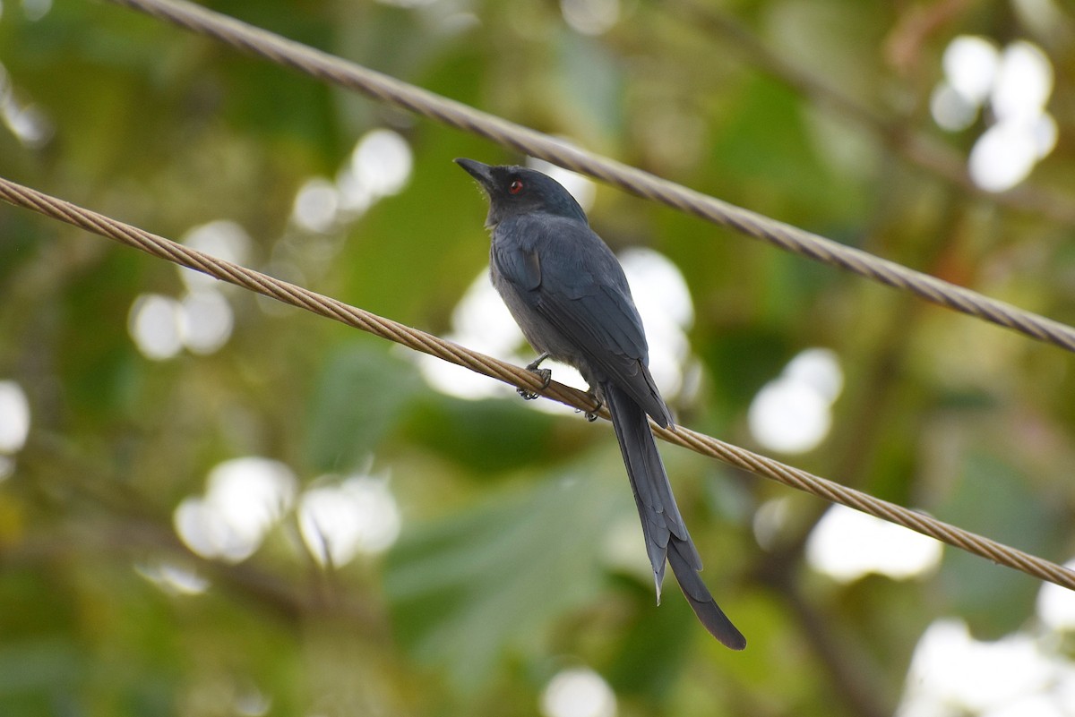 Ashy Drongo - ML629891374