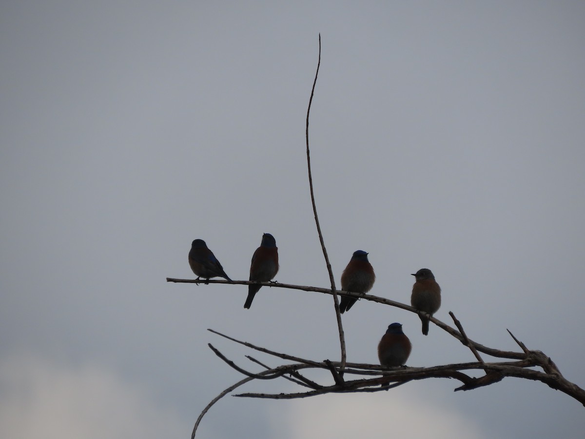 Western Bluebird - ML629891378