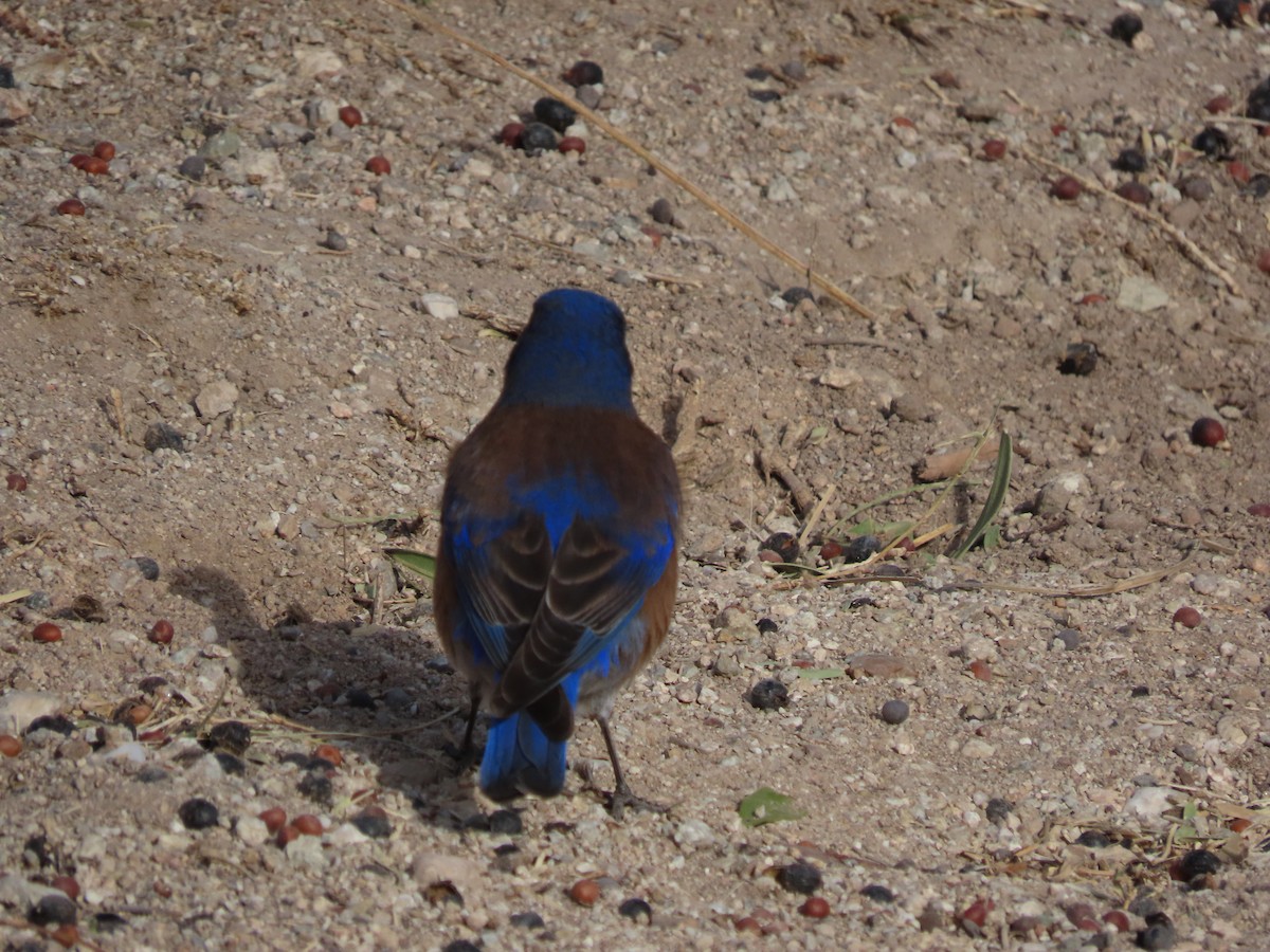 Western Bluebird - ML629891382