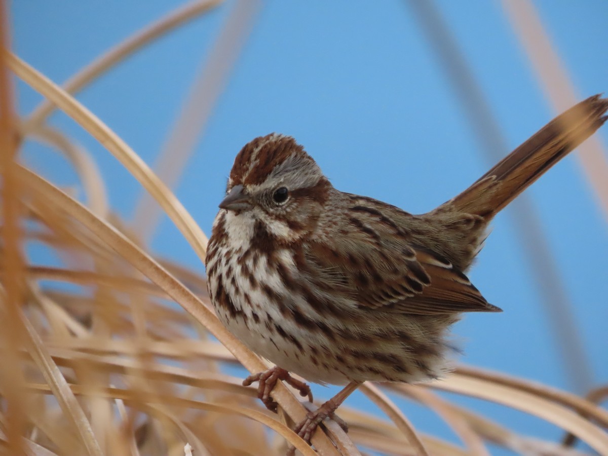 Song Sparrow - ML629891400