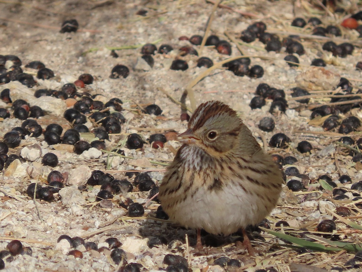 Lincoln's Sparrow - ML629891407