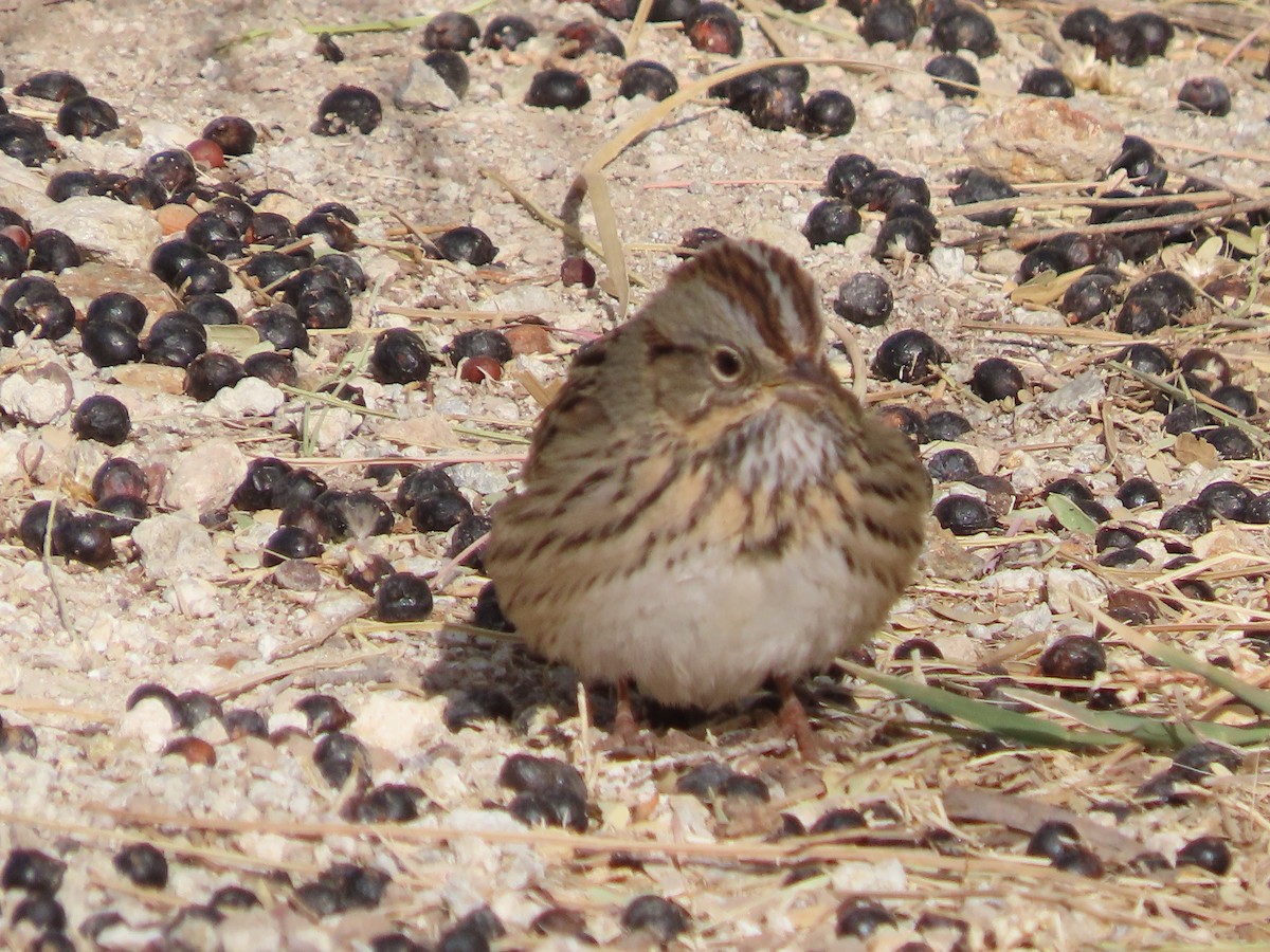 Lincoln's Sparrow - ML629891415
