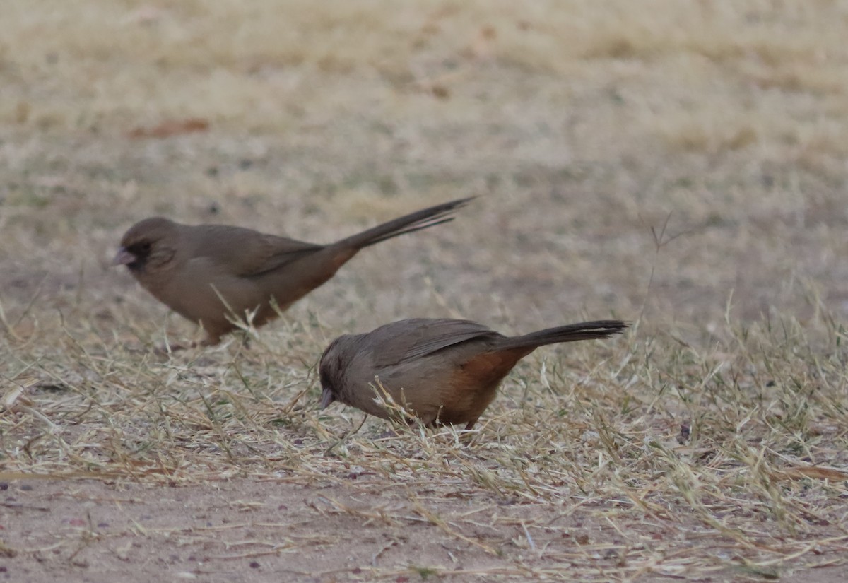 Abert's Towhee - ML629891438