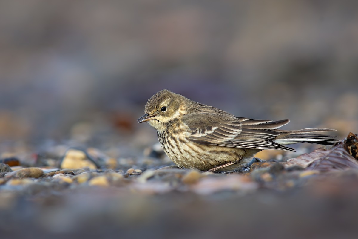 American Pipit - ML629892129