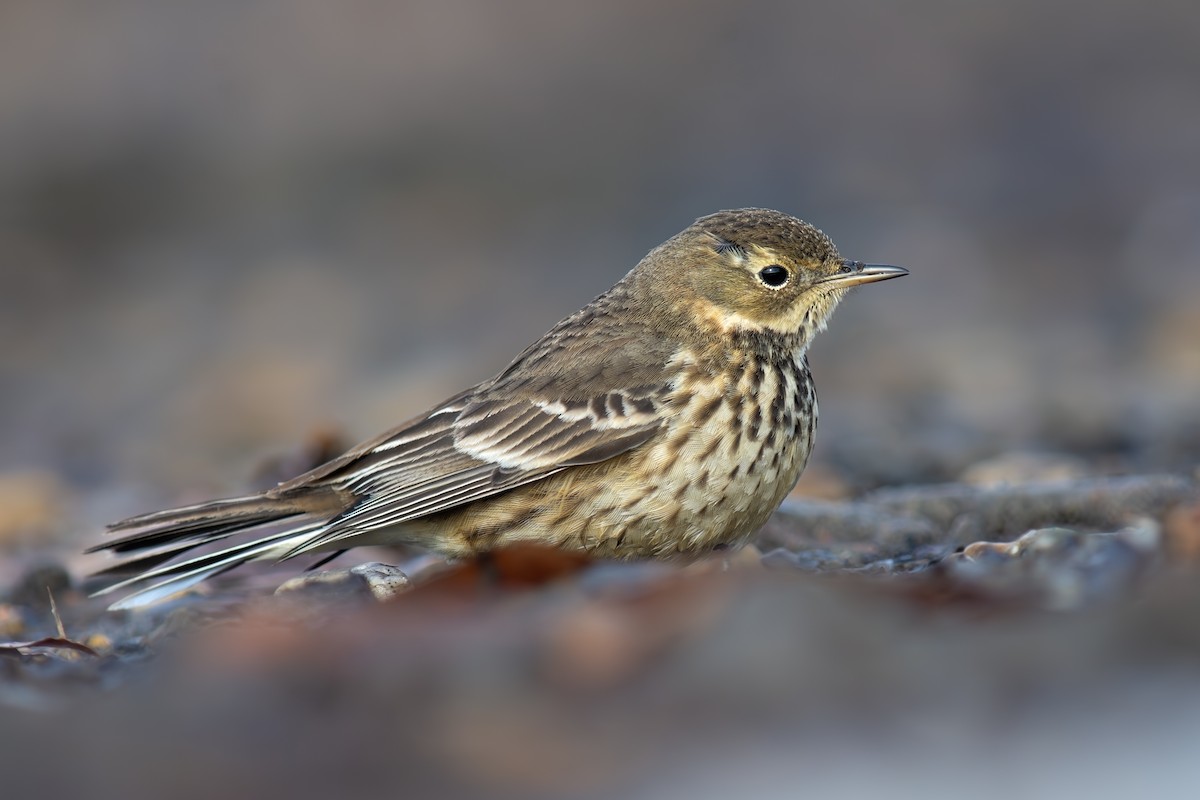 American Pipit - ML629892131