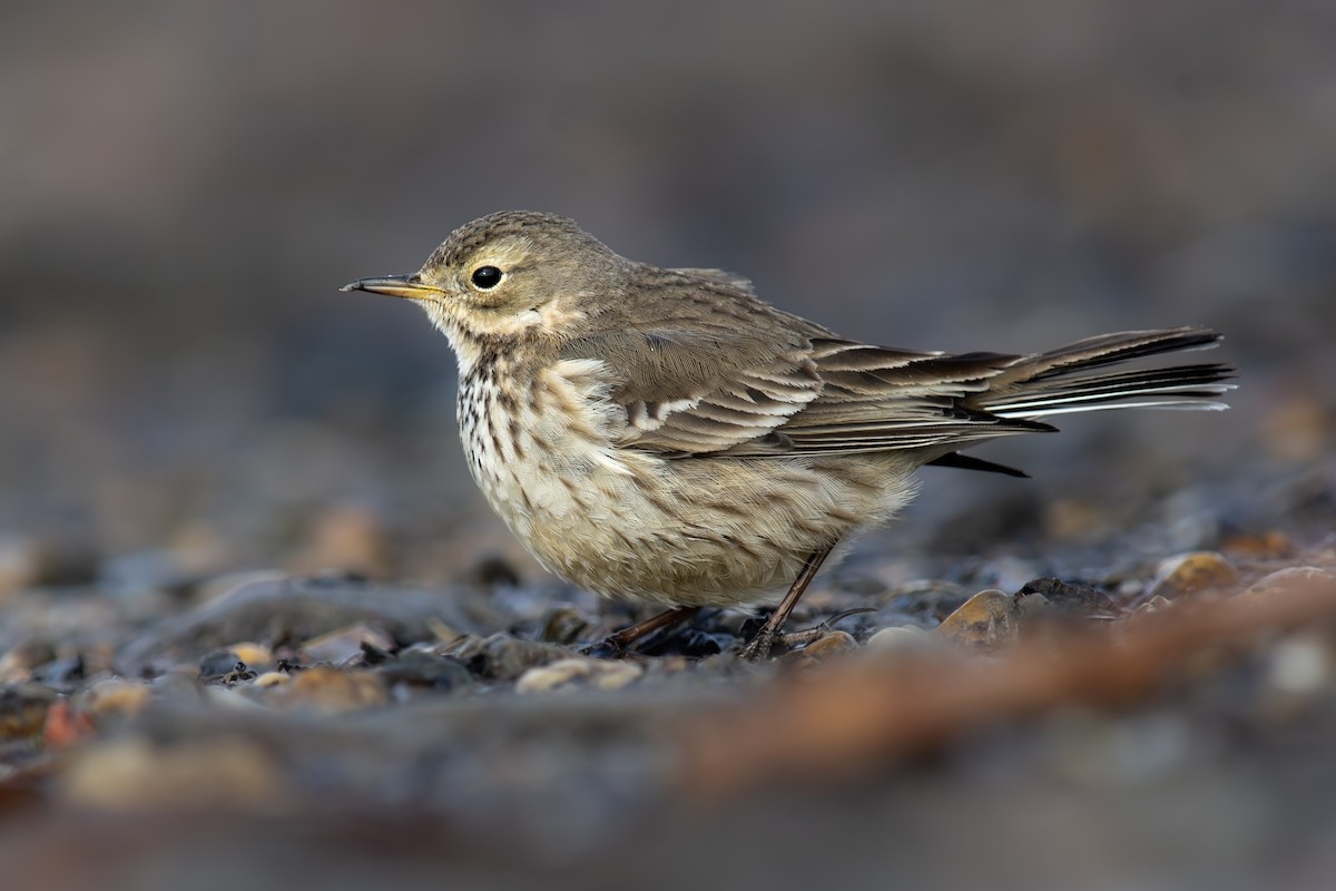 American Pipit - ML629892132