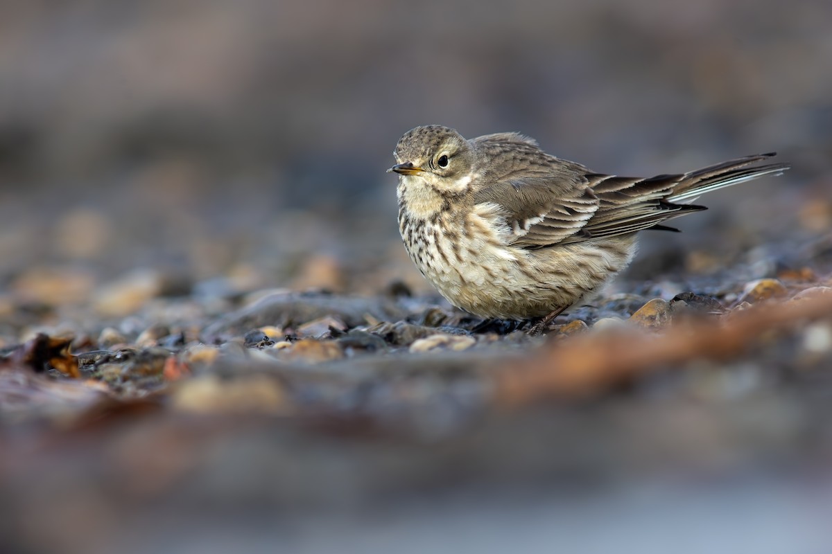American Pipit - ML629892135
