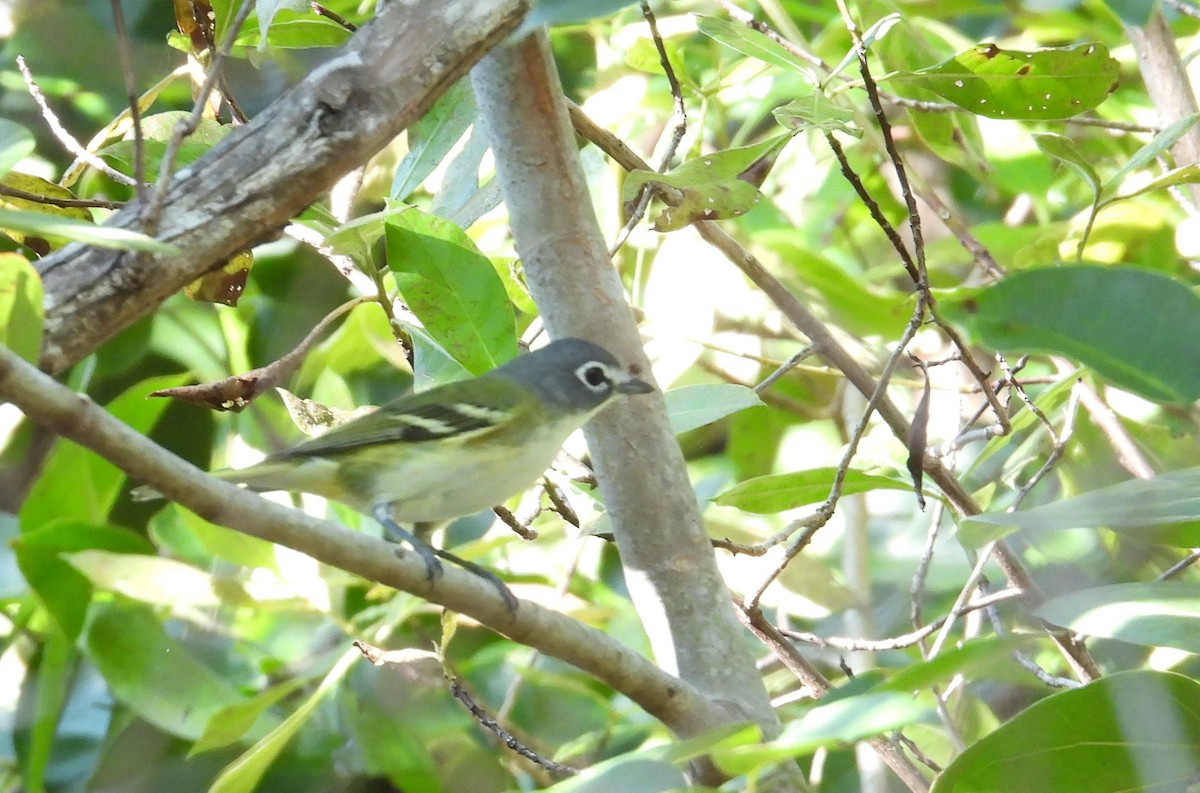 Blue-headed Vireo - ML629892139