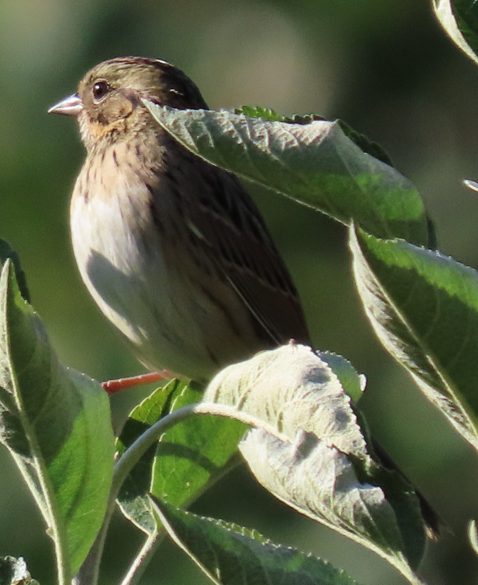 Lincoln's Sparrow - ML629892199