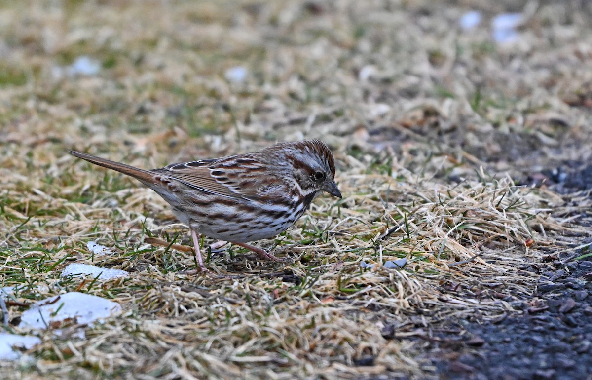 Song Sparrow - ML629892292