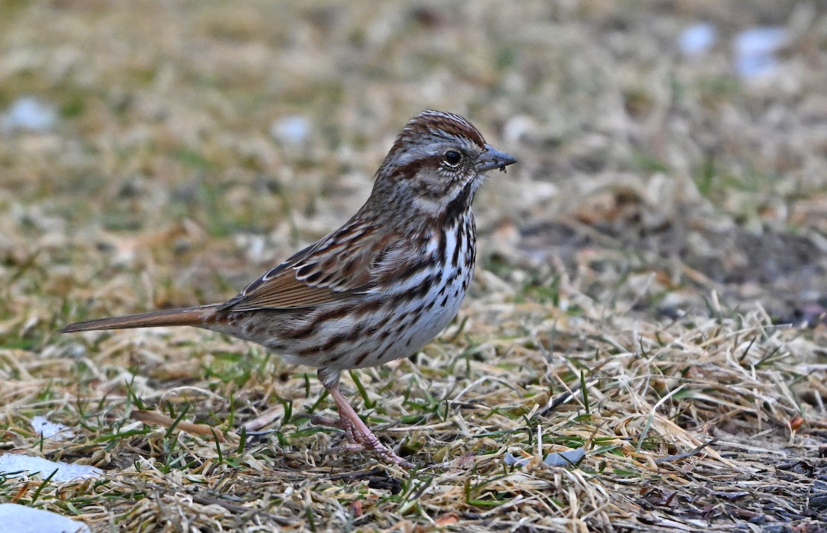 Song Sparrow - ML629892294