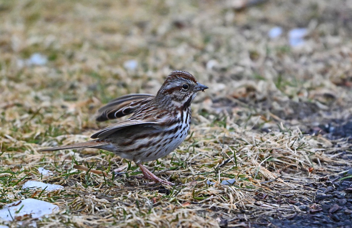 Song Sparrow - ML629892297