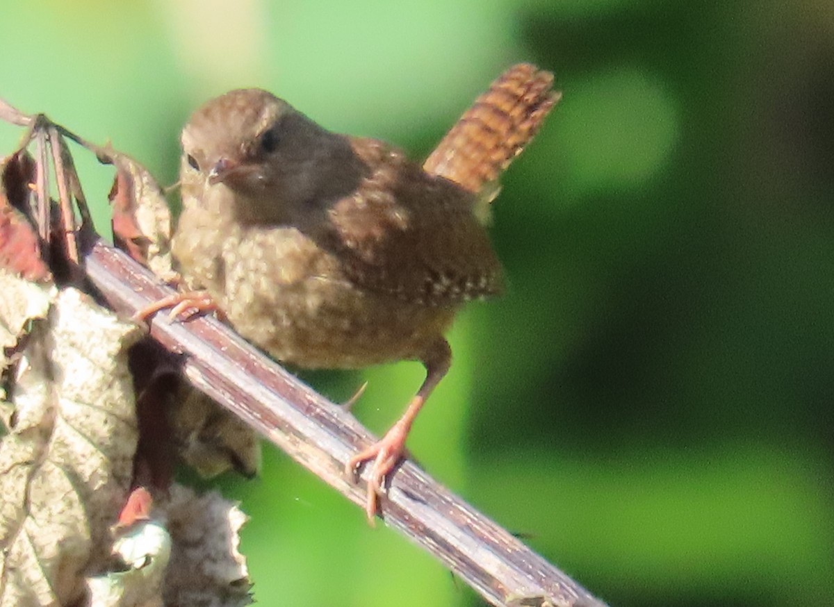 Pacific Wren - ML629892323