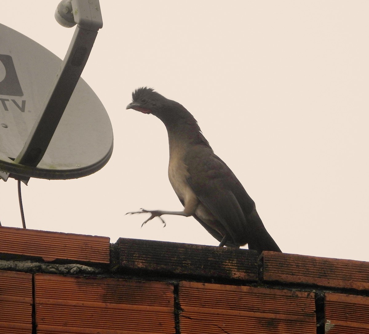 Rufous-vented Chachalaca - ML629892404