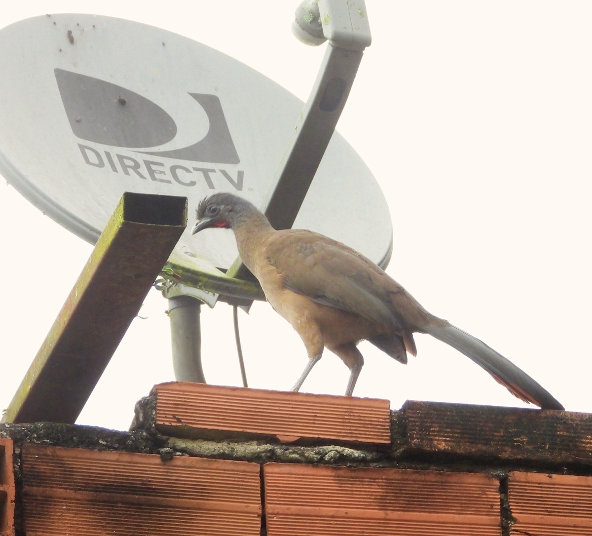 Rufous-vented Chachalaca - ML629892406