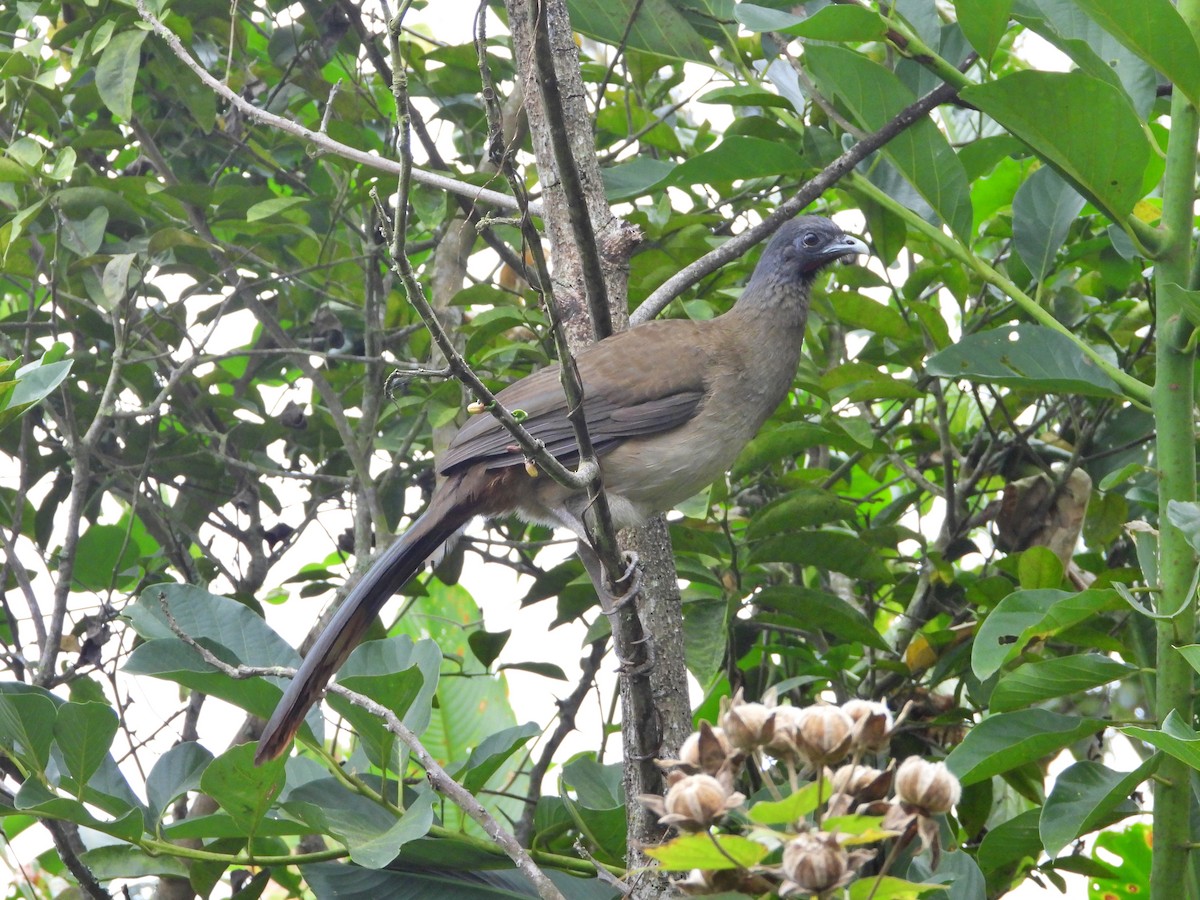 Rufous-vented Chachalaca - ML629892409