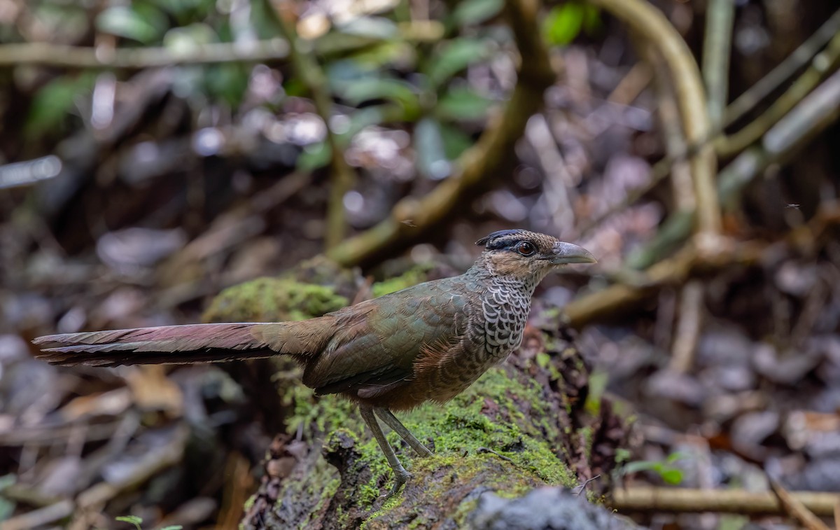 Scaled Ground-Cuckoo - ML629892979