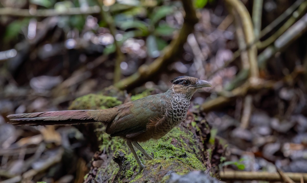 Scaled Ground-Cuckoo - ML629892980