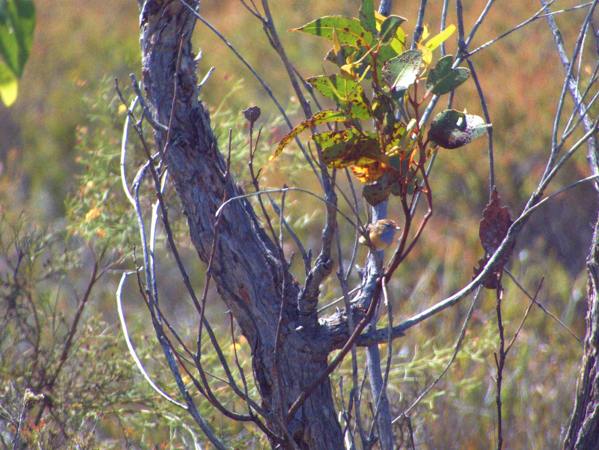 Southern Emuwren - ML629893305