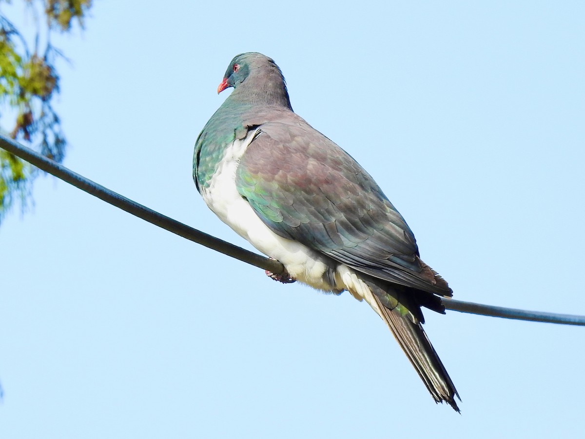 New Zealand Pigeon - ML629893336