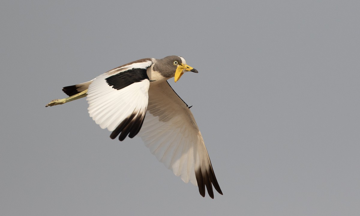 White-crowned Lapwing - ML629893355