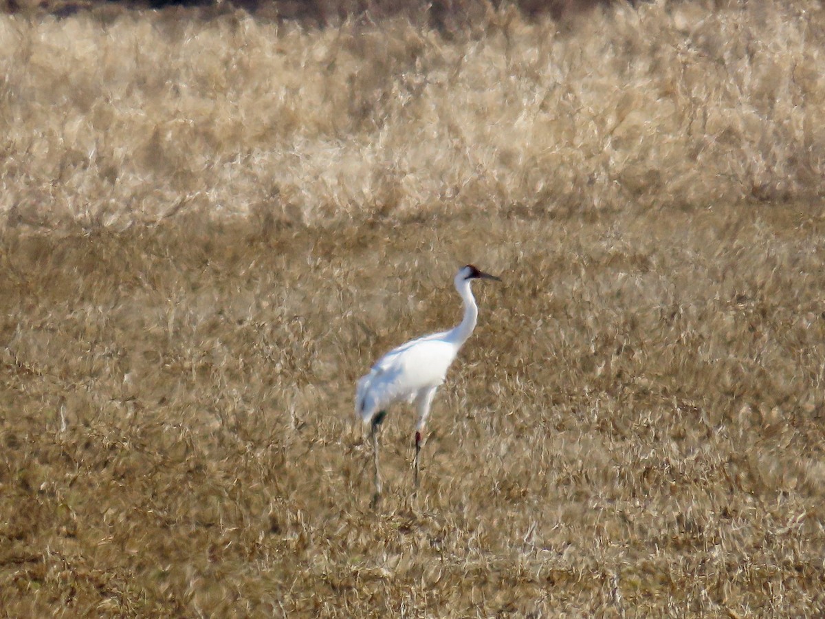 Whooping Crane - ML629893367