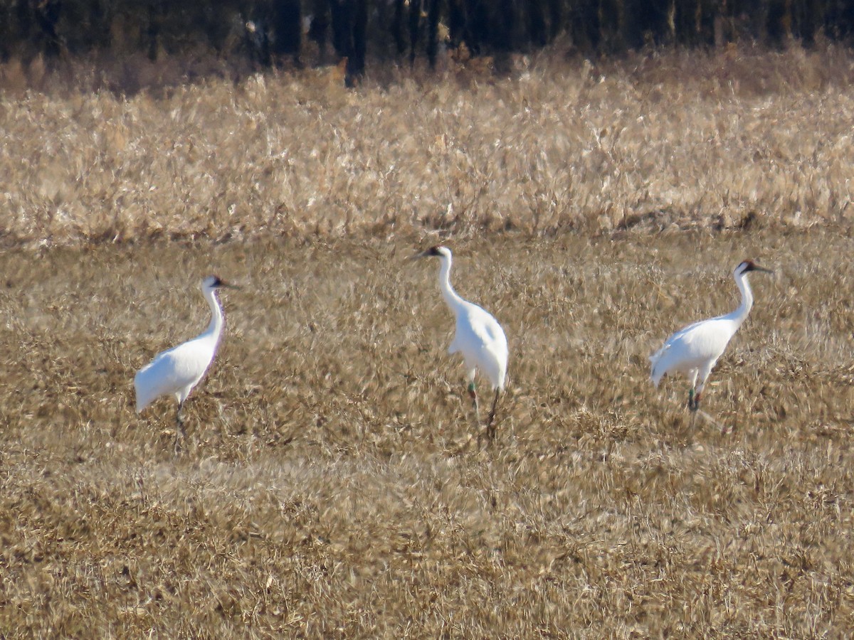 Whooping Crane - ML629893368