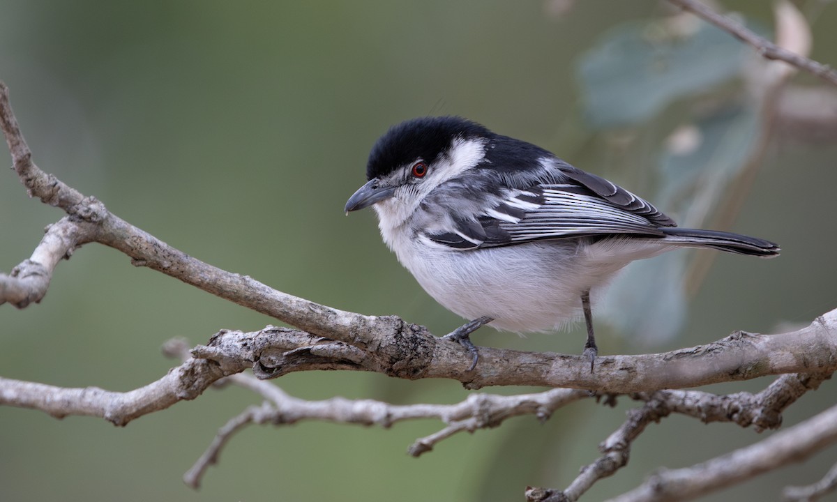 Black-backed Puffback - ML629893402