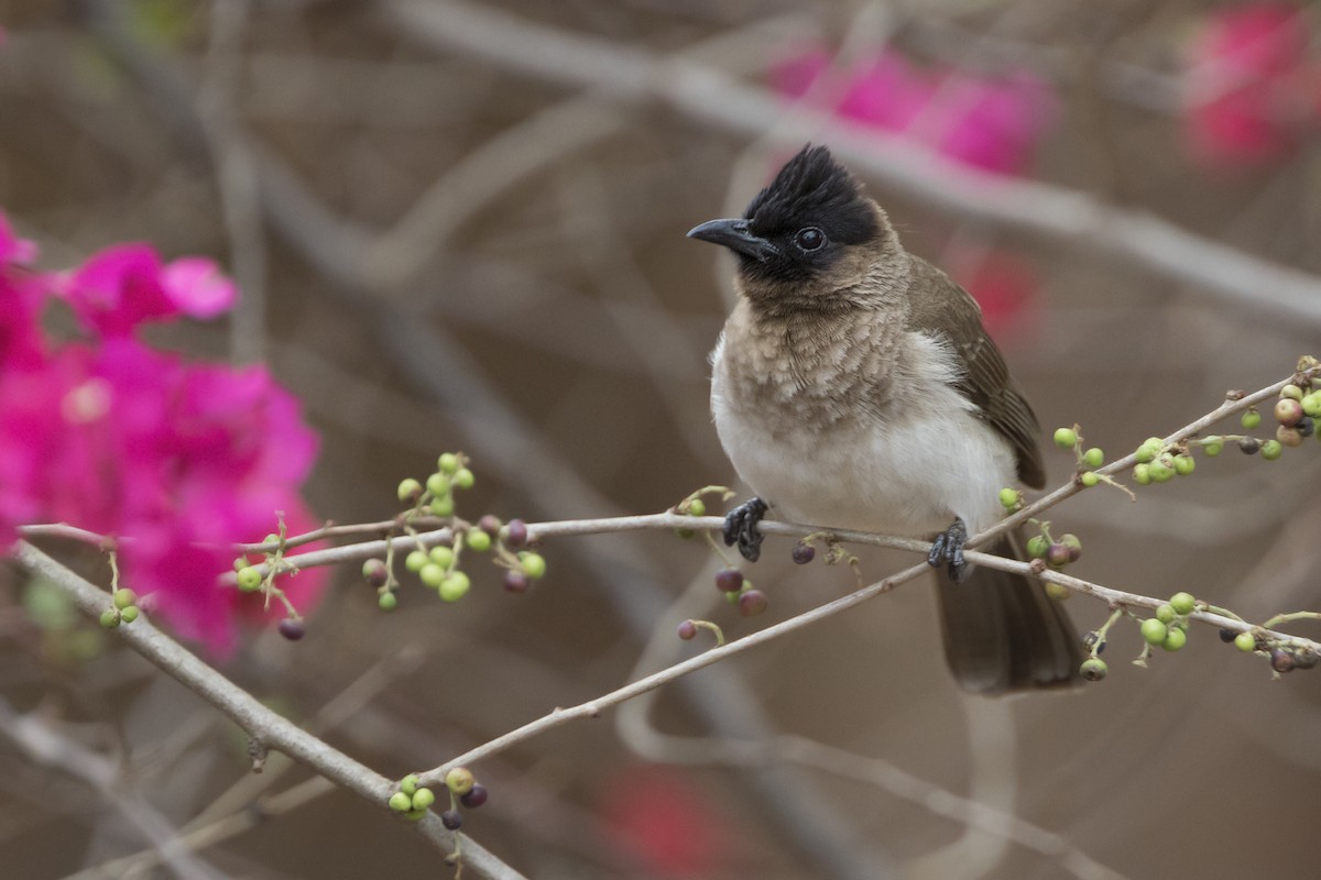 Common Bulbul - ML629893412