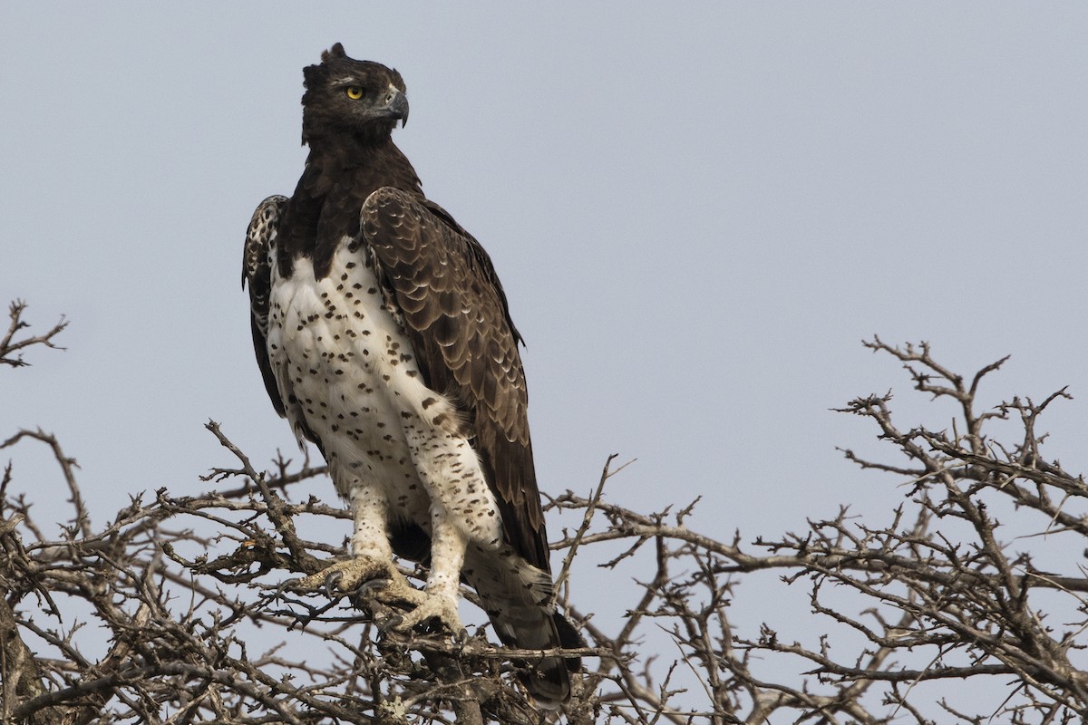 Martial Eagle - ML629893567