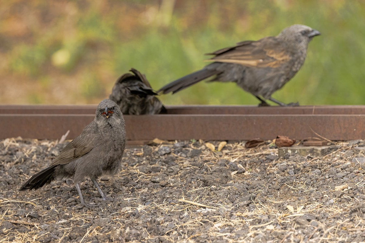 Apostlebird - ML629894403