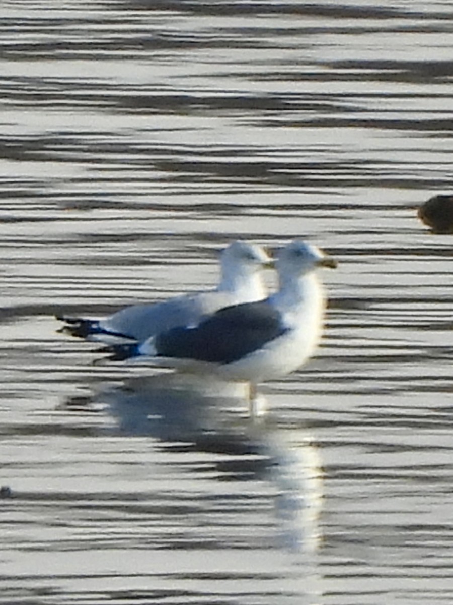 Lesser Black-backed Gull - ML629894574
