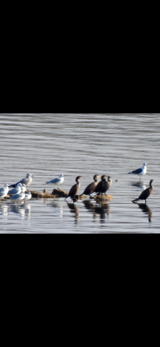 Lesser Black-backed Gull - ML629894584
