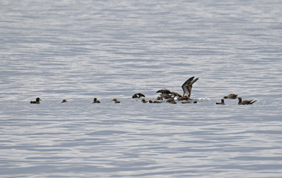 Brown Booby (Atlantic) - ML629894694