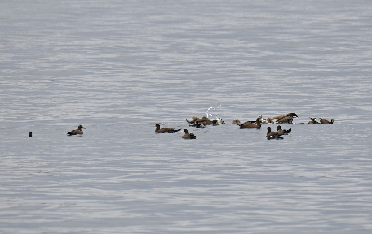 Brown Booby (Atlantic) - ML629894695