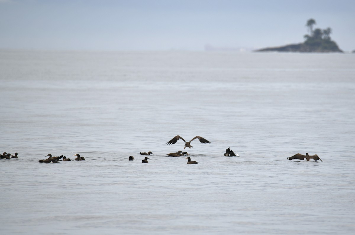 Brown Booby (Atlantic) - ML629894700