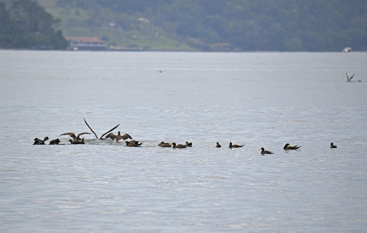 Brown Booby (Atlantic) - ML629894710