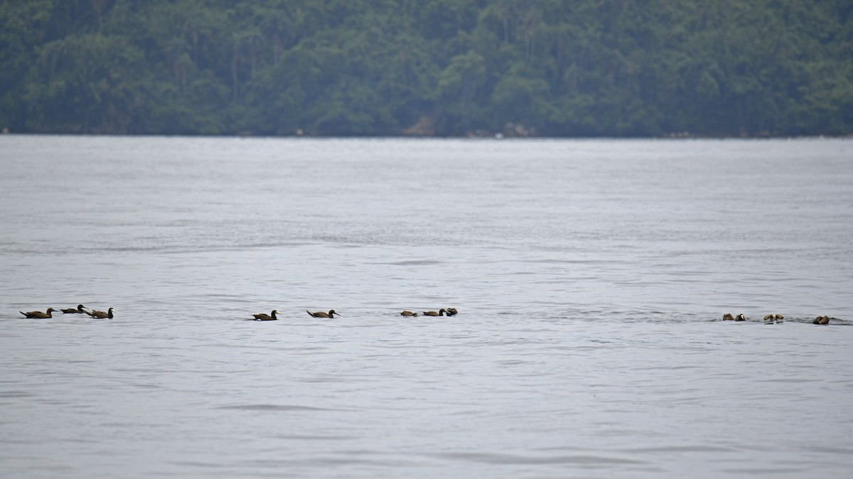 Brown Booby (Atlantic) - ML629894713